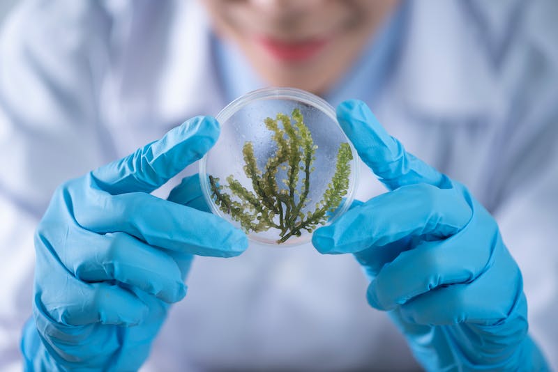 澳洲悉尼科技大学Bachelor of Biotechnology生物技术专业怎么样？